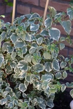 Hydrangea Anomala Subsp. Petiolaris 'Silver Lining' (PBR) 5 Hydrangea Anomala Subsp. Petiolaris 'Silver Lining' (PBR) -Pure Botanica pl2000019652 card3 lg