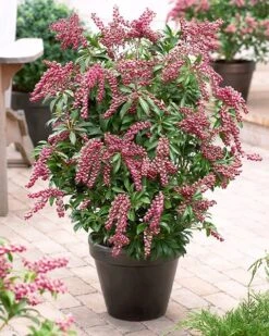Pieris Japonica 'Passion' (PBR) -Pure Botanica pl2000019698 card3 lg