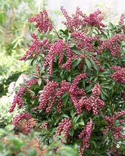 Pieris Japonica 'Passion' (PBR) -Pure Botanica pl2000019698 card6 lg