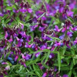 Lathyrus Vernus