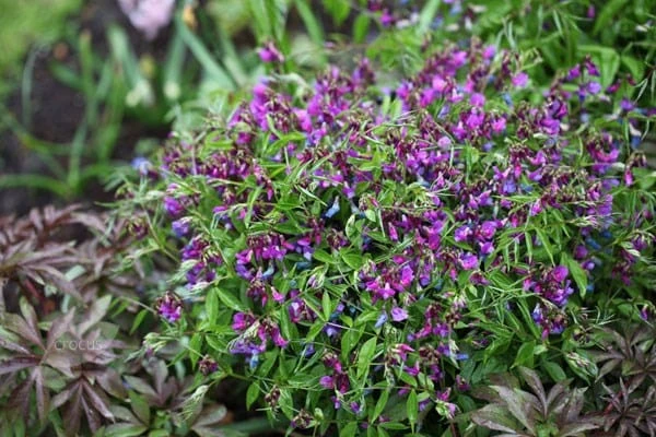 Lathyrus Vernus 2 Lathyrus Vernus - Image 2