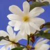 Magnolia Fairy Magnolia White ('Micjur05') (PBR)