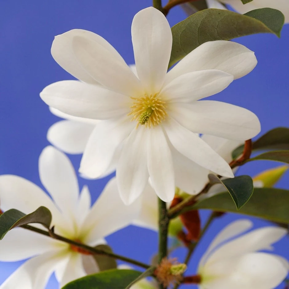 Magnolia Fairy Magnolia White ('Micjur05') (PBR) 1 Magnolia Fairy Magnolia White ('Micjur05') (PBR)