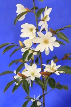Magnolia Fairy Magnolia White ('Micjur05') (PBR) 14 Magnolia Fairy Magnolia White ('Micjur05') (PBR) -Pure Botanica pl2000020883 card7 lg