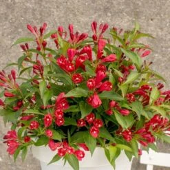 Weigela All Summer Red ('Slingco1') (PBR)