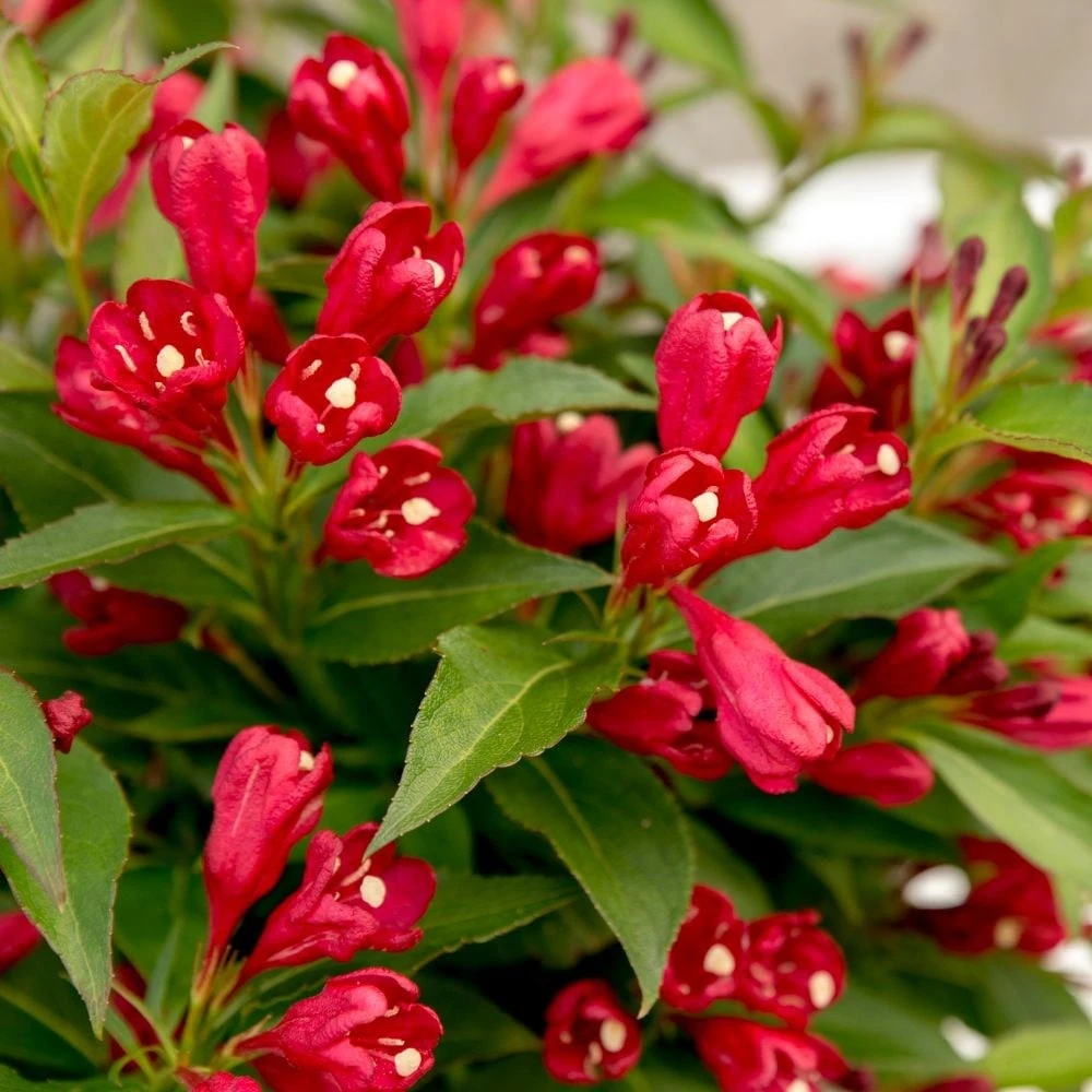 Weigela All Summer Red ('Slingco1') (PBR) 2 Weigela All Summer Red ('Slingco1') (PBR) - Image 2