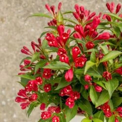 Weigela All Summer Red ('Slingco1') (PBR) 5 Weigela All Summer Red ('Slingco1') (PBR) -Pure Botanica pl2000020913 card3 lg