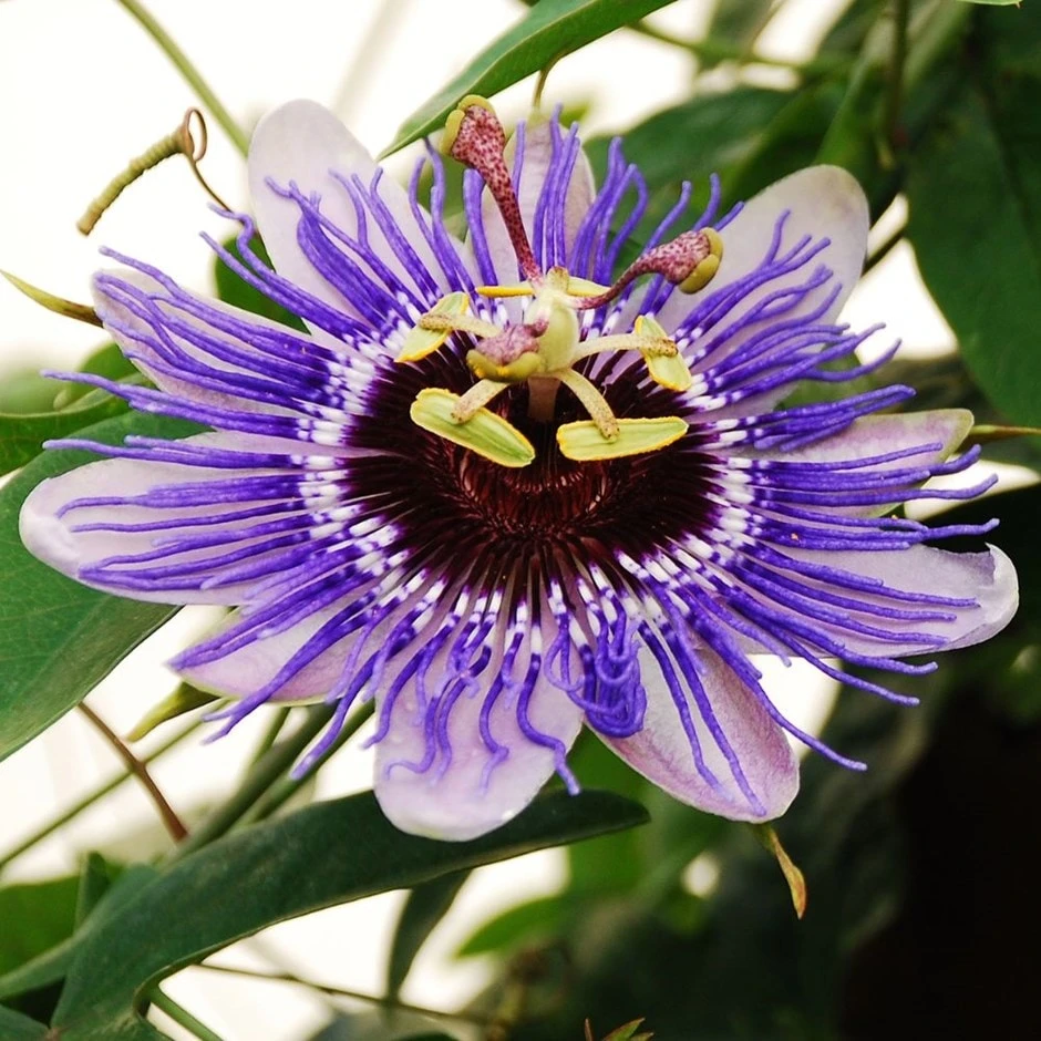 Passiflora 'Purple Haze' 1 Passiflora 'Purple Haze'