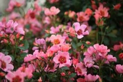 New Release -Pure Botanica pl2000020975 card2 lg