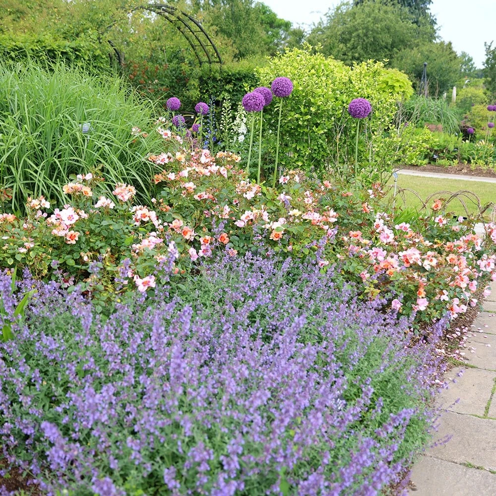 Rosa For Your Eyes Only ('Cheweyesup') (PBR) 5 Rosa For Your Eyes Only ('Cheweyesup') (PBR) - Image 5