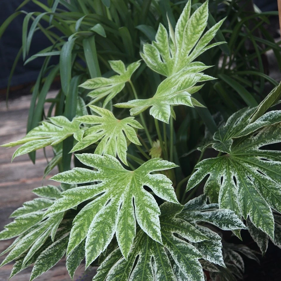 Fatsia Japonica 'Spider's Web' 1 Fatsia Japonica 'Spider's Web'