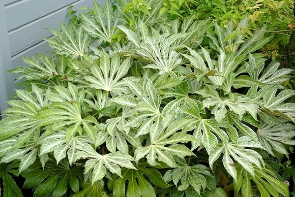 Fatsia Japonica 'Spider's Web' 9 Fatsia Japonica 'Spider's Web' - Image 9