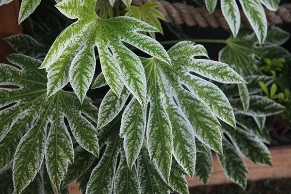 Fatsia Japonica 'Spider's Web' 2 Fatsia Japonica 'Spider's Web' - Image 2