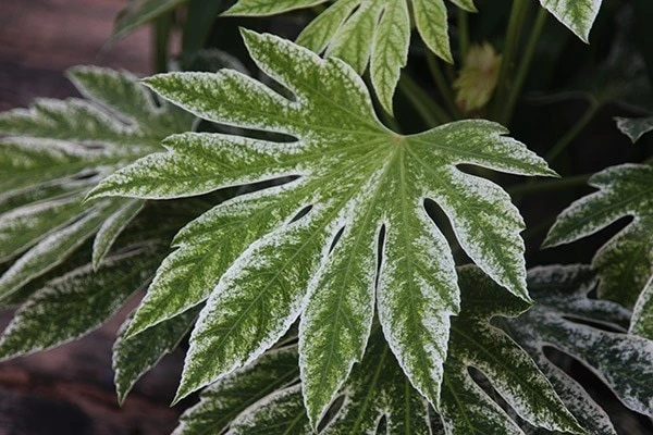 Fatsia Japonica 'Spider's Web' 3 Fatsia Japonica 'Spider's Web' - Image 3