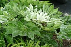 Fatsia Japonica 'Spider's Web' 15 Fatsia Japonica 'Spider's Web' -Pure Botanica pl2000020976 card8 lg