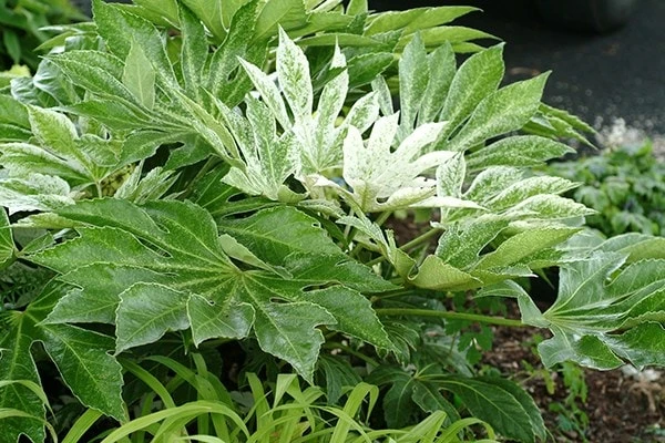 Fatsia Japonica 'Spider's Web' 7 Fatsia Japonica 'Spider's Web' - Image 7
