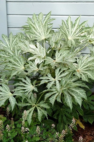 Fatsia Japonica 'Spider's Web' 8 Fatsia Japonica 'Spider's Web' - Image 8