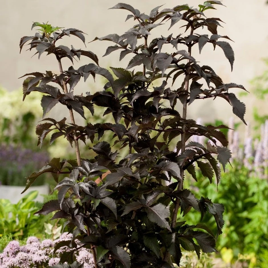 Sambucus Nigra F. Porphyrophylla Black Tower ('Eiffel 1') (PBR) 1 Sambucus Nigra F. Porphyrophylla Black Tower ('Eiffel 1') (PBR)
