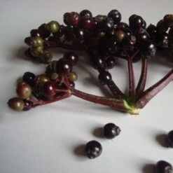 Sambucus Nigra F. Porphyrophylla Black Tower ('Eiffel 1') (PBR) 11 Sambucus Nigra F. Porphyrophylla Black Tower ('Eiffel 1') (PBR) -Pure Botanica pl2000020988 card3 lg