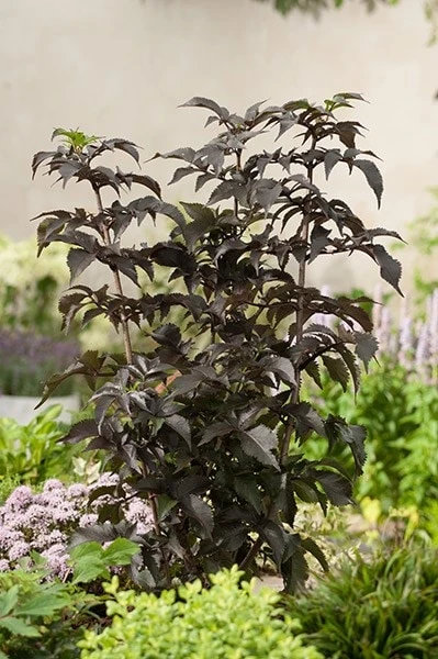 Sambucus Nigra F. Porphyrophylla Black Tower ('Eiffel 1') (PBR) 4 Sambucus Nigra F. Porphyrophylla Black Tower ('Eiffel 1') (PBR) - Image 4