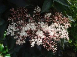 Sambucus Nigra F. Porphyrophylla Black Tower ('Eiffel 1') (PBR) 14 Sambucus Nigra F. Porphyrophylla Black Tower ('Eiffel 1') (PBR) -Pure Botanica pl2000020988 card6 lg