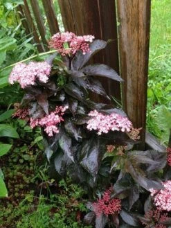Sambucus Nigra F. Porphyrophylla Black Tower ('Eiffel 1') (PBR) 16 Sambucus Nigra F. Porphyrophylla Black Tower ('Eiffel 1') (PBR) -Pure Botanica pl2000020988 card8 lg