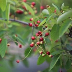 Amelanchier Lamarckii 7 Amelanchier Lamarckii -Pure Botanica pl2000021003 card4 lg