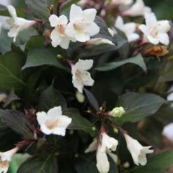 Weigela Ebony And Ivory ('Velda') (PBR)
