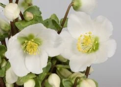Helleborus 'Verboom Beauty' -Pure Botanica pl2000021032 card3 lg