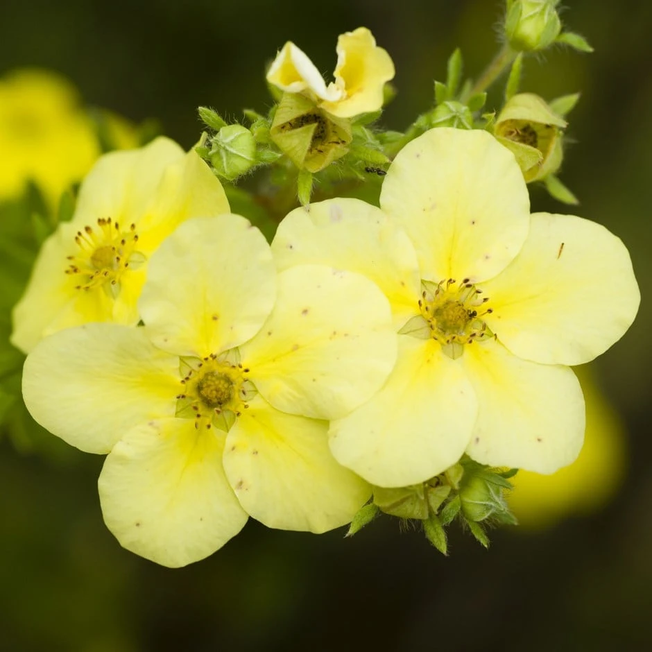 Potentilla Fruticosa 'Primrose Beauty' 1 Potentilla Fruticosa 'Primrose Beauty'