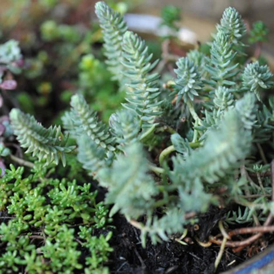 Sedum Collection 1 Sedum Collection