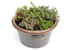 Sedum Collection 5 Sedum Collection -Pure Botanica pl2000021303 card3 lg