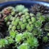 Sempervivum Collection