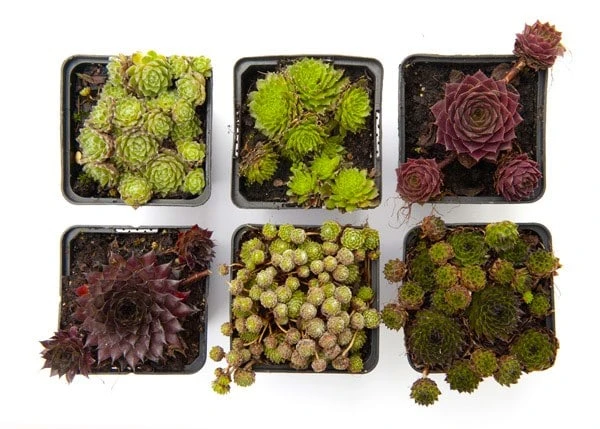 Sempervivum Collection 2 Sempervivum Collection - Image 2