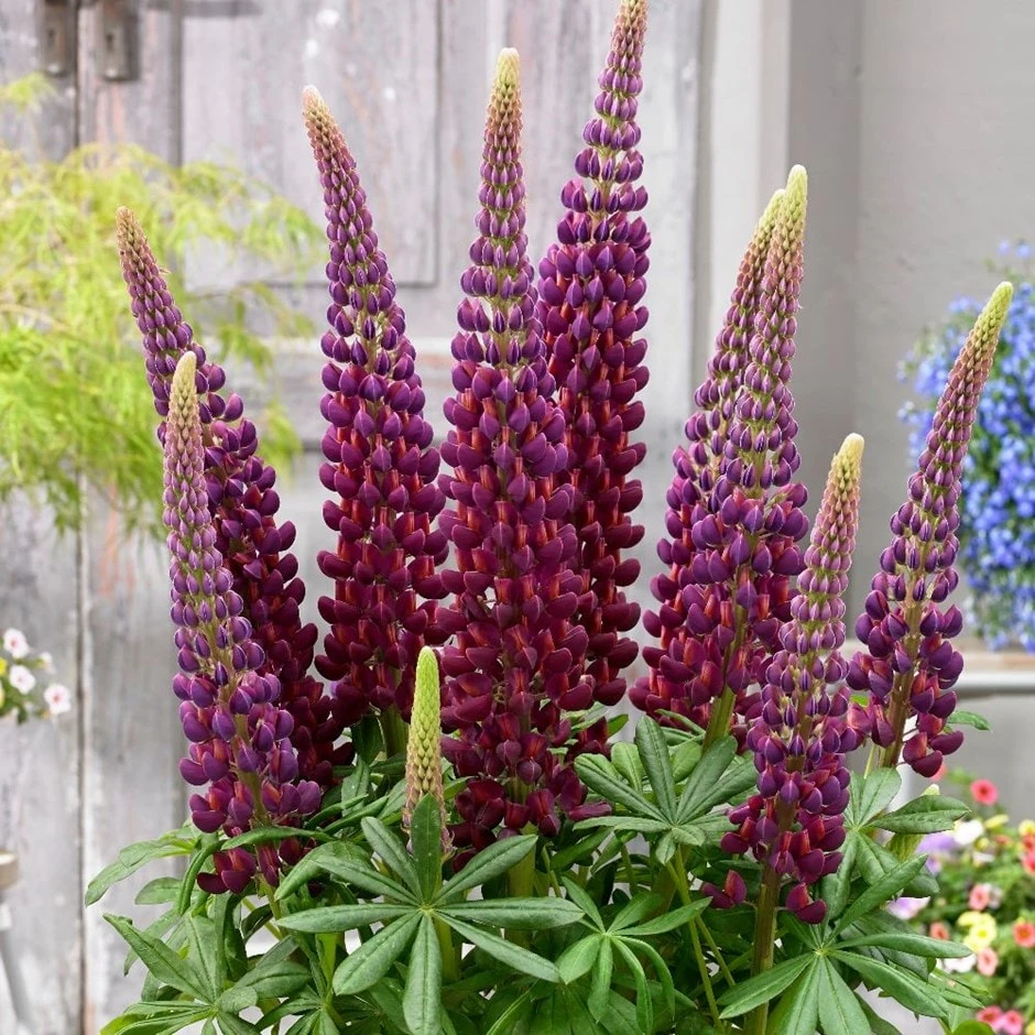 Lupinus 'Masterpiece' (PBR) 1 Lupinus 'Masterpiece' (PBR)