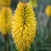 Kniphofia 'Bees Lemon'