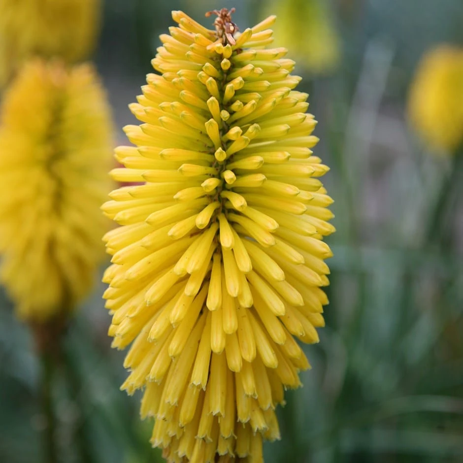 Kniphofia 'Bees Lemon' 1 Kniphofia 'Bees Lemon'
