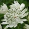 Astrantia Major 'Large White'