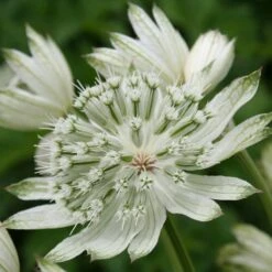 Astrantia Major 'Large White'
