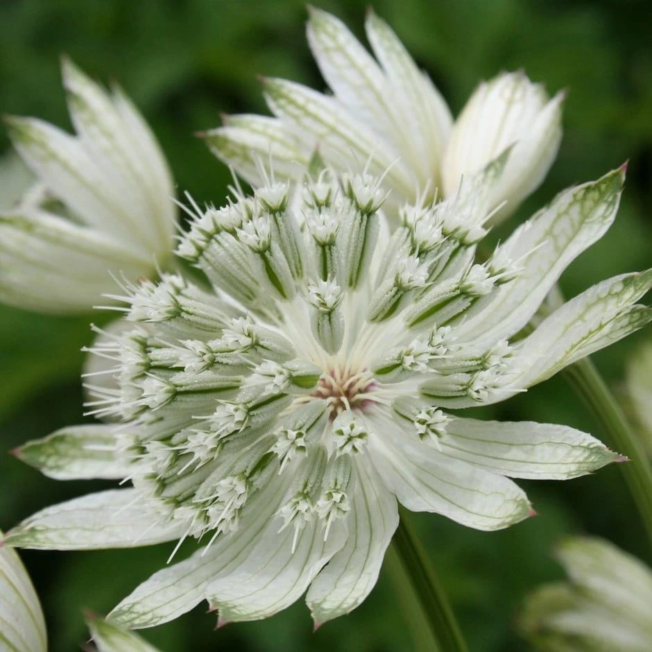 Astrantia Major 'Large White' 1 Astrantia Major 'Large White'