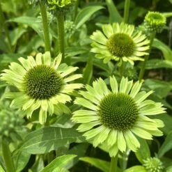 Echinacea 'Green Jewel' (PBR) -Pure Botanica pl2000021331 card3 lg