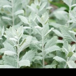 Perovskia Silvery Blue ('Lissvery') (PBR) 12 Perovskia Silvery Blue ('Lissvery') (PBR) -Pure Botanica pl2000021460 card4 lg