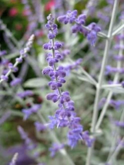 Perovskia Silvery Blue ('Lissvery') (PBR) 13 Perovskia Silvery Blue ('Lissvery') (PBR) -Pure Botanica pl2000021460 card5 lg