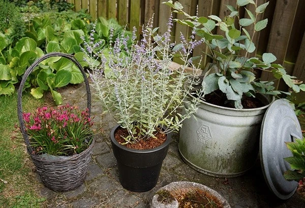 Perovskia Silvery Blue ('Lissvery') (PBR) 6 Perovskia Silvery Blue ('Lissvery') (PBR) - Image 6