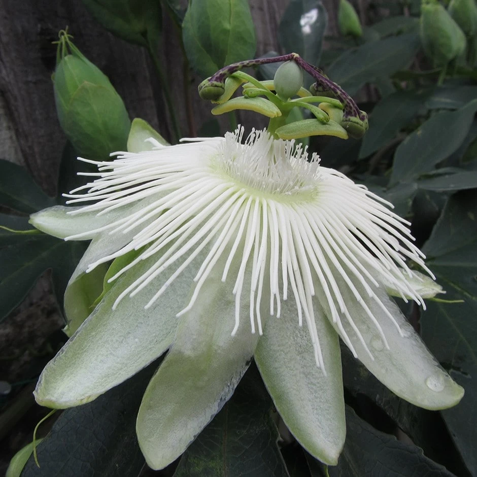 Passiflora 'Snow Queen' 1 Passiflora 'Snow Queen'