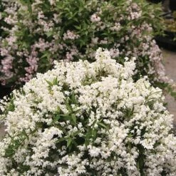 Deutzia × Rosea Yuki Snowflake ('NCDX1') (PBR) -Pure Botanica pl2000022451 card3 lg