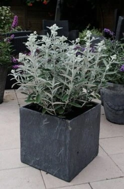 Buddleja 'Morning Mist' (PBR) 5 Buddleja 'Morning Mist' (PBR) -Pure Botanica pl2000022465 card3 lg