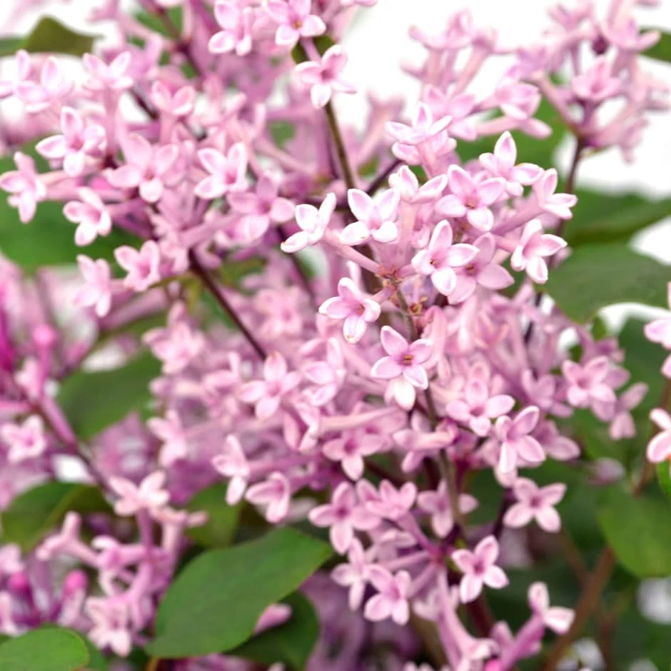 Syringa Bloomerang Pink Perfume ('Pink Perfume') (PBR) 1 Syringa Bloomerang Pink Perfume ('Pink Perfume') (PBR)