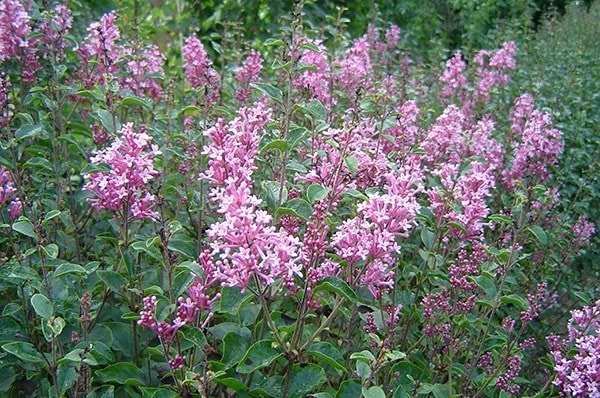 Syringa Bloomerang Pink Perfume ('Pink Perfume') (PBR) 2 Syringa Bloomerang Pink Perfume ('Pink Perfume') (PBR) - Image 2