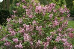 Syringa Bloomerang Pink Perfume ('Pink Perfume') (PBR) 10 Syringa Bloomerang Pink Perfume ('Pink Perfume') (PBR) -Pure Botanica pl2000022484 card4 lg